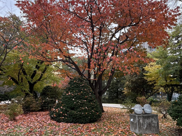 札幌市區賞楓景點～中島公園