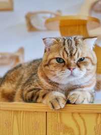 ถูกใจคนรักหมาแมว Zucca - The Pet Sanctuary & Cafe