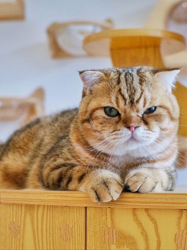ถูกใจคนรักหมาแมว Zucca - The Pet Sanctuary & Cafe