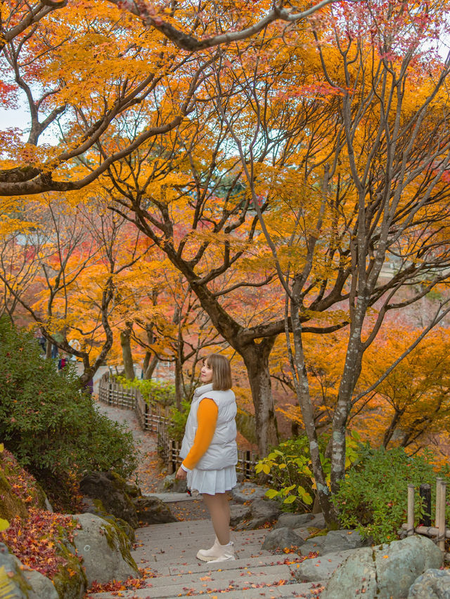 Tofukuji Temple หนึ่งในจุดชมใบไม้เปลี่ยนสีเกียวโต🍁