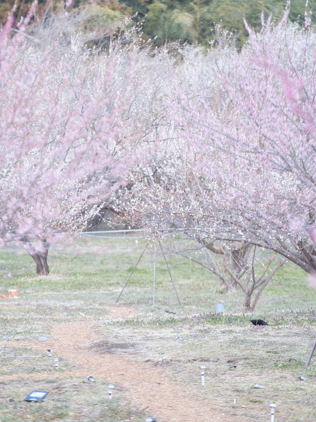 【群馬】広大な梅林で絶景体験🤩10万本の梅の花が咲き誇る桃源郷へ行こう🌸 
