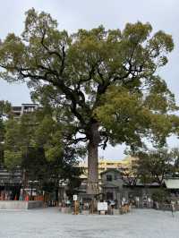 【福岡観光】御神木の大きさに驚き🌳地元で愛される神社⛩