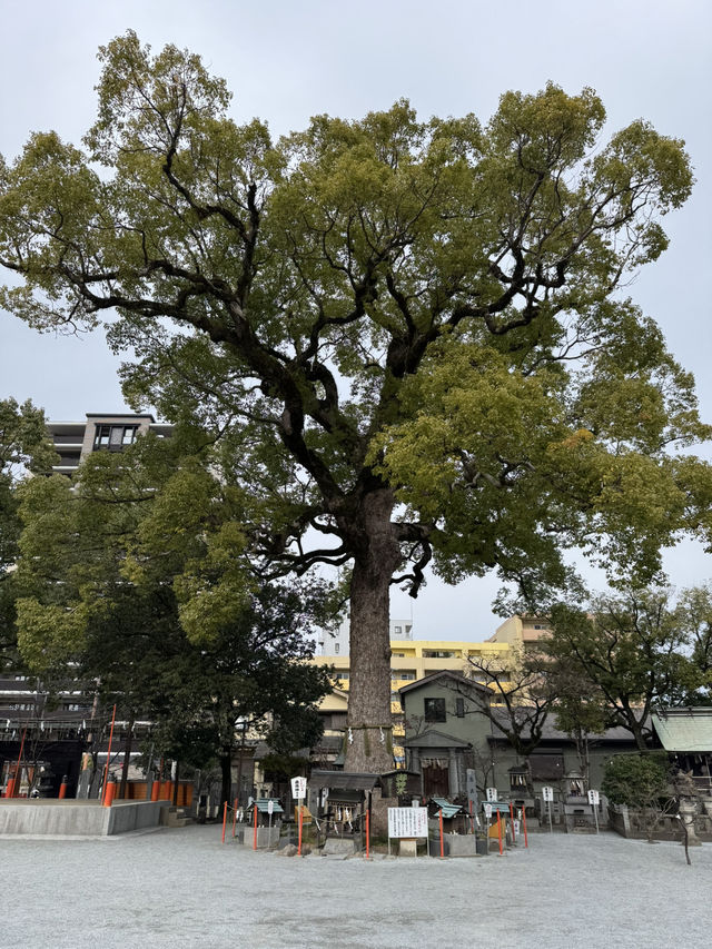 【福岡観光】御神木の大きさに驚き🌳地元で愛される神社⛩