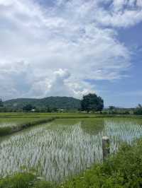 Driving Through the Countryside of Reo: A Journey Through Endless Rice Fields 🌾🚗 
