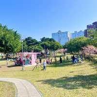 ชมดอกซากุระบานที่สวนเล่อฮวอ(Lohas Park)