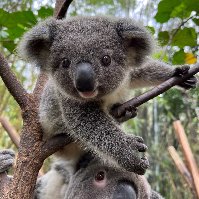 江戶川區自然動物園：在動物世界裡玩得不亦樂乎！ 🐘🐨🐅