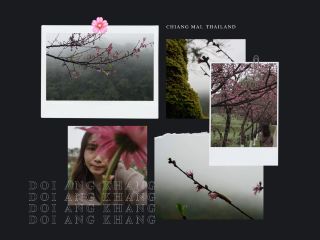Doi Ang Khang, Chiang Mai — When Cherry Blossoms Bloom🌸