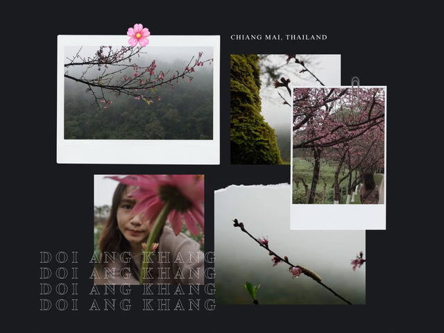 Doi Ang Khang, Chiang Mai — When Cherry Blossoms Bloom🌸