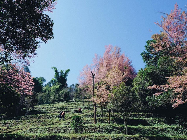 รวม 8 ที่เที่ยวต้องห้ามพลาด จังหวัดน่าน 🌳🌿