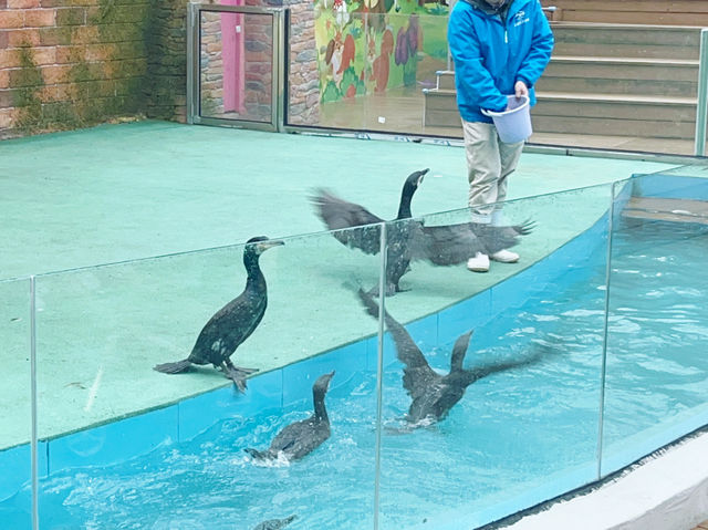 美人魚、牧場、街機—一切盡在觀瀾海洋世界！