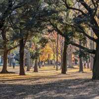Yoyogi Park (代々木公園)