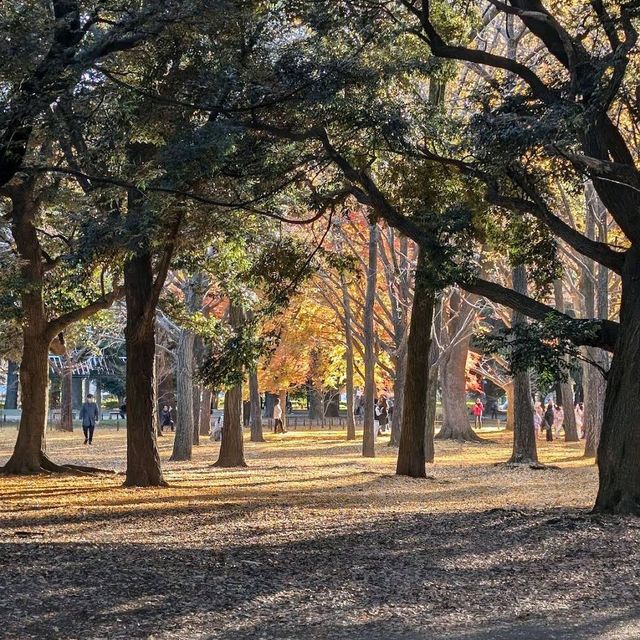 Yoyogi Park (代々木公園)