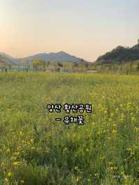 봄이 오면 달려가야하는 부산근교 봄꽃 명소