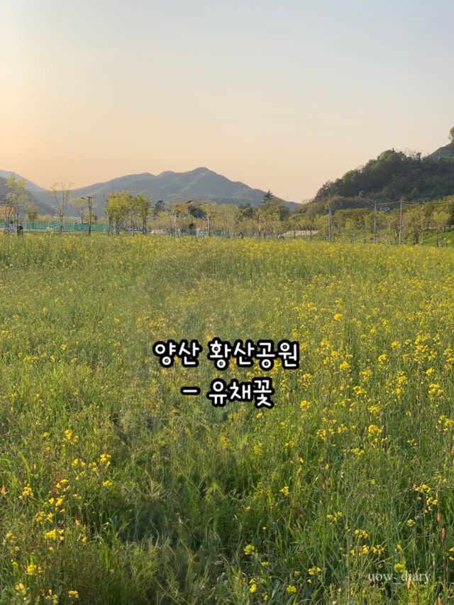 봄이 오면 달려가야하는 부산근교 봄꽃 명소