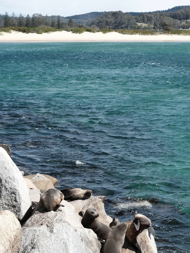 A Coastal Escape to Narooma
