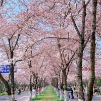 🌈安福路～櫻花之旅🌸