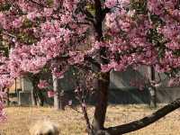Shiba Park (芝公園)
