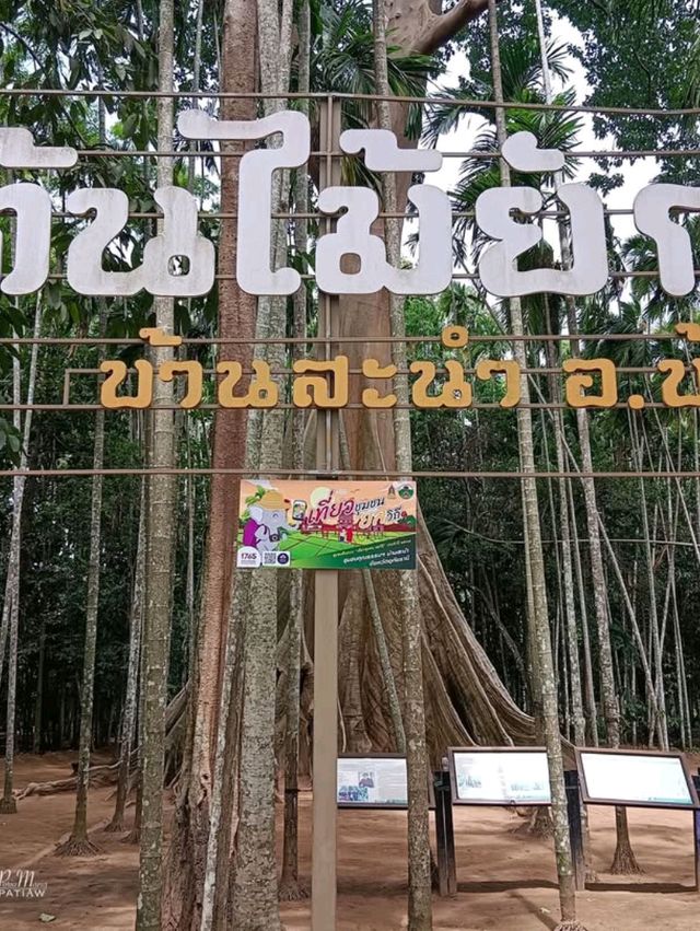 เที่ยวบ้านไร่ ชมต้นไม้ยักษ์ อายุมากกว่า 400 ปี