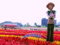 A Beautiful Experience at the Cheorwon Flower Festival