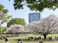 ชมซากุระ @Kiba Park, Tokyo