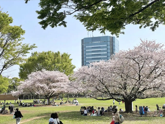ชมซากุระ @Kiba Park, Tokyo