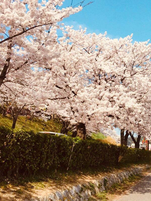 A Breathtaking View Over Gyeongpo Lake!