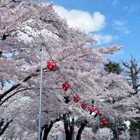 🌸 **仙台西公園櫻花觀賞遊覽分享** 🌸