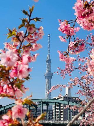 Chasing Sakura at Edogawa