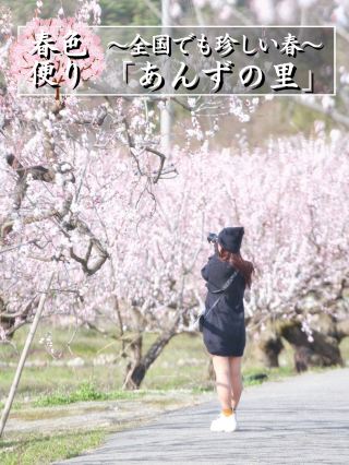 【나가노】가지 않으면 손해! ️일목 10만개! 전국에서도 드문 안즈의 꽃을 즐기는 ✨