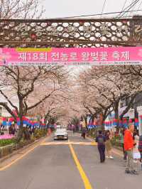 : 제주 가볼만 한 곳 : 제주 전농로 벚꽃길