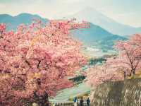 Chasing Sakura at Nishihirabatake Park