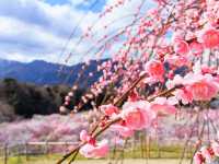 Chasing Plum Blossoms at Inabe City