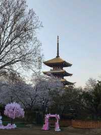 【武漢追櫻記：與一場粉白色花事的短暫相逢】