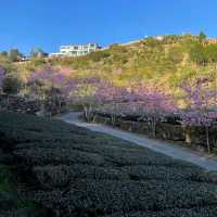 阿里山櫻之道