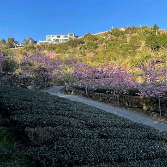 阿里山櫻之道