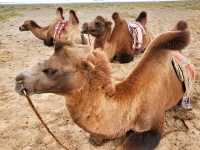 Sustainable Adventure at Khongor Sand Dunes, Mongolia
