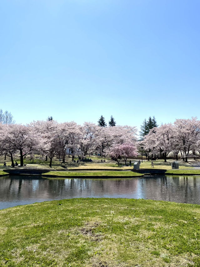 【宮城×春旅】水に映り込む桜の絶景 🥰 