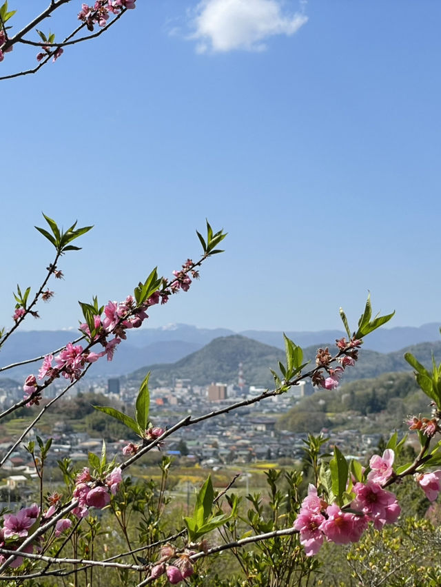 【福島×春旅】 70年以上かけ華族で作った花見山公園