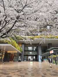 Hidden Sakura Spot: Tokyo Square Garden🌸