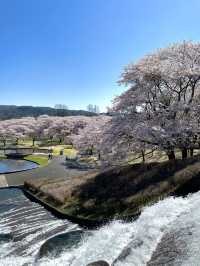 【宮城×春旅】水に映り込む桜の絶景 🥰 