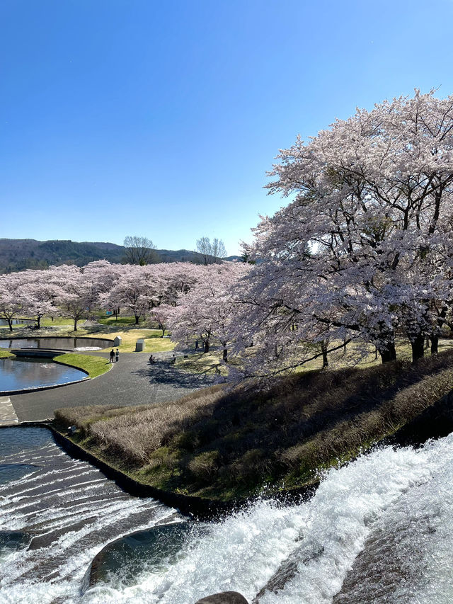 【宮城×春旅】水に映り込む桜の絶景 🥰 