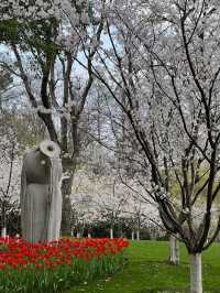 Prince Bay Park Cherry Blossoms- Hangzhou's Lakeside Sakura Paradise