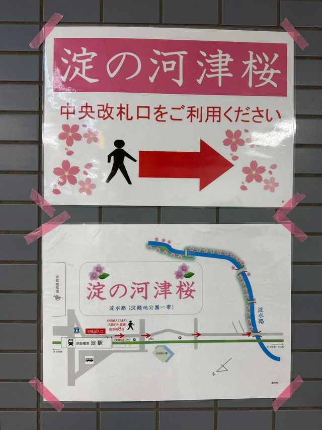 京都河津賞櫻🌸之旅🩵