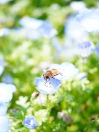 【茨城×茨城フラワーパーク】四季の花々が楽しめる体験型フラワーパーク