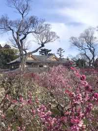 Spring at Kitano Tenmangū – A Plum Blossom Paradise