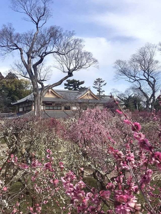 Spring at Kitano Tenmangū – A Plum Blossom Paradise