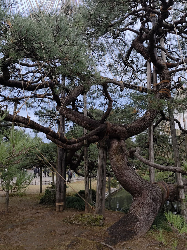 日本名古屋 | 兼六園