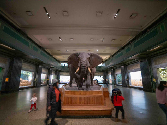 【American Museum of Natural Historyで1日を過ごす】🦖🌍