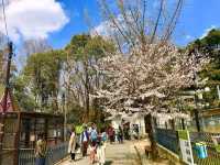 大阪近郊賞櫻，親子最愛的五月山公園