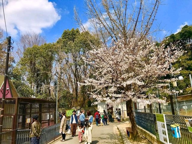 大阪近郊賞櫻，親子最愛的五月山公園